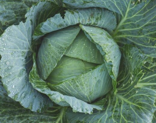 Amazing Benefits of Eating Cabbage & Its Side Effects