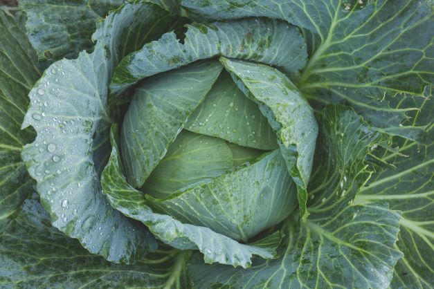 Amazing Benefits of Eating Cabbage & Its Side Effects